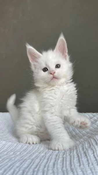 Cucciola di razza Maine Coon | Foto 0