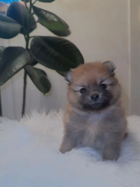 Cuccioli volpino di pomerania
