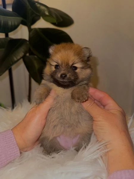 Cuccioli volpino di pomerania | Foto 5