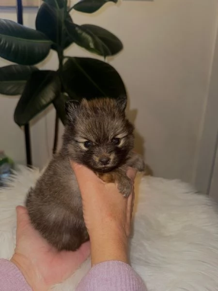 Cuccioli volpino di pomerania | Foto 3