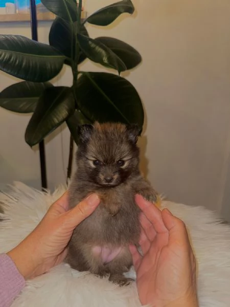 Cuccioli volpino di pomerania | Foto 2