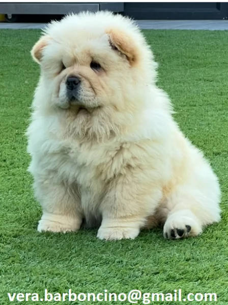 Regalo Bianchi cuccioli di Chow Chow Cuccioli di Chow Chow bianchi / crema - molto belli! Maschi e f