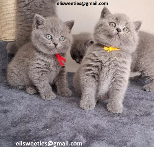  Adorabili gattini British Shorthair pronti Splendidi gattini British Shorthair disponibili! Questi 