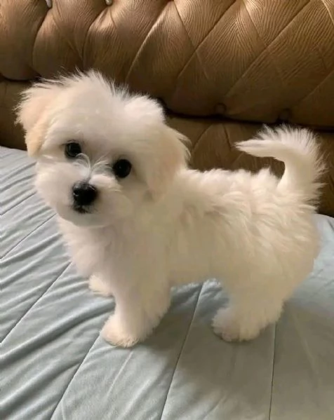 Cuccioli di razza Maltese Toy