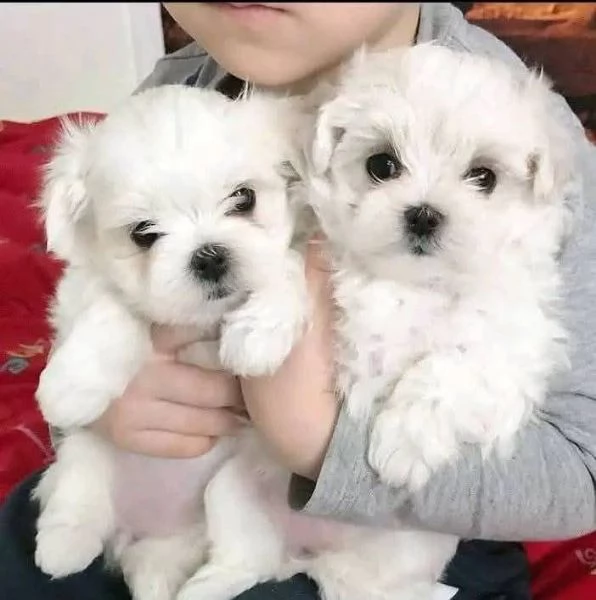 Cuccioli Maltese toy dai 3 ai 4 mesi 