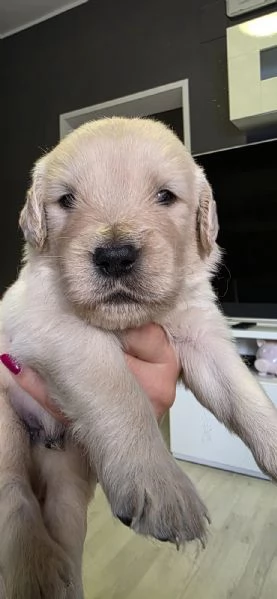 Vendo cuccioli | Foto 3