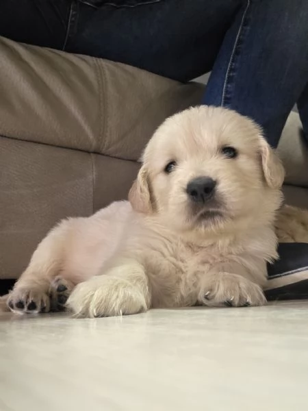 Vendo cuccioli | Foto 2