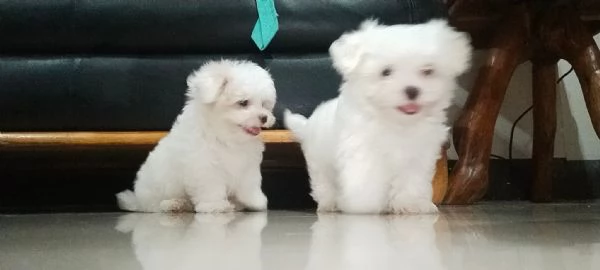 Maltese mini Toy