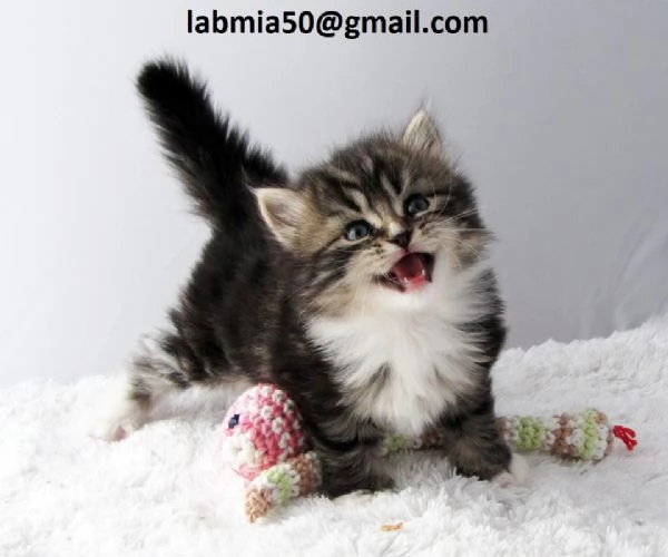  gattini siberiani in Adozione Cerchiamo famiglie amorevoli per questi splendidi gattini siberiani, 