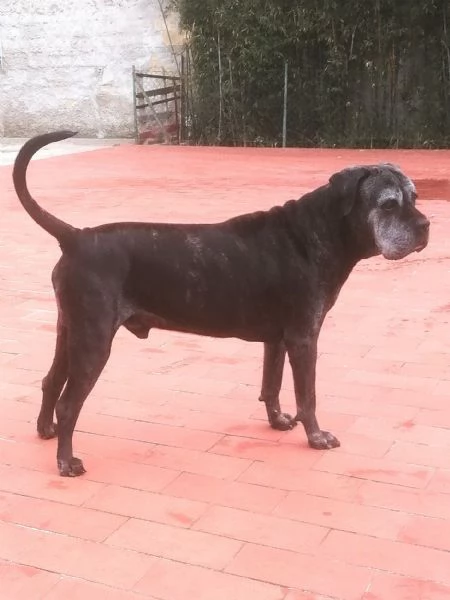 Cuccioli di Cane Corso  | Foto 1