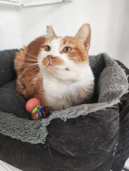 Una mamma per Lea! | Foto 0