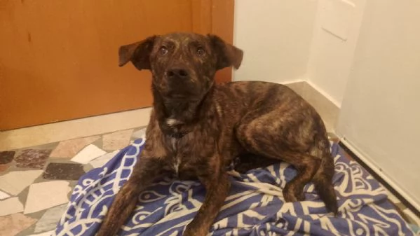 Regalo dolcissimo cucciolo con urgenza