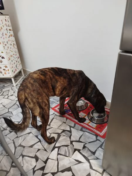 Regalo dolcissimo cucciolo con urgenza | Foto 3