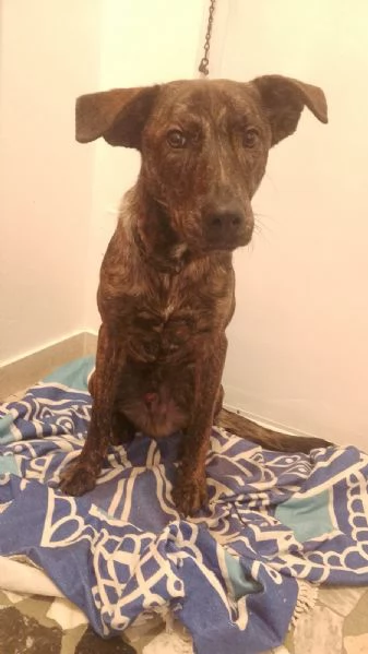 Regalo dolcissimo cucciolo con urgenza | Foto 2