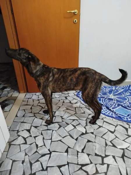 Regalo dolcissimo cucciolo con urgenza | Foto 1