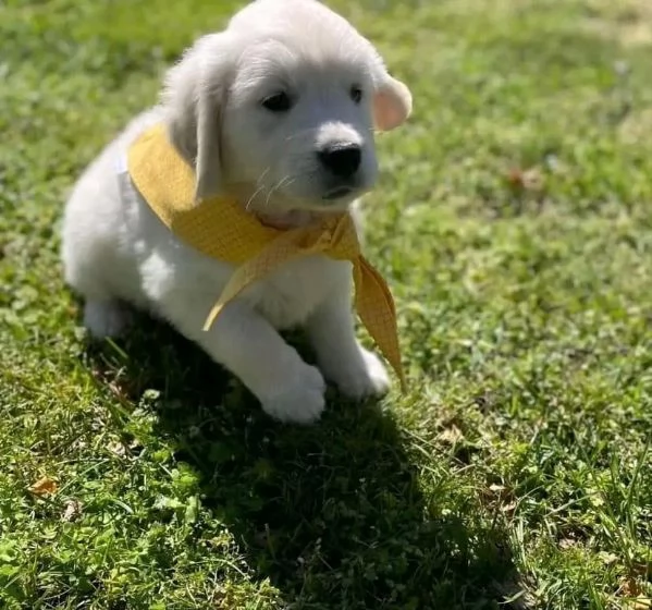 Cuccioli Golden retriever | Foto 0