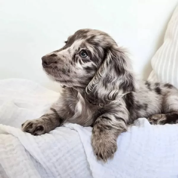 Dachshund puppy | Foto 1