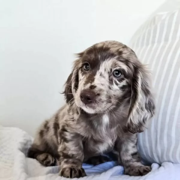 Dachshund puppy