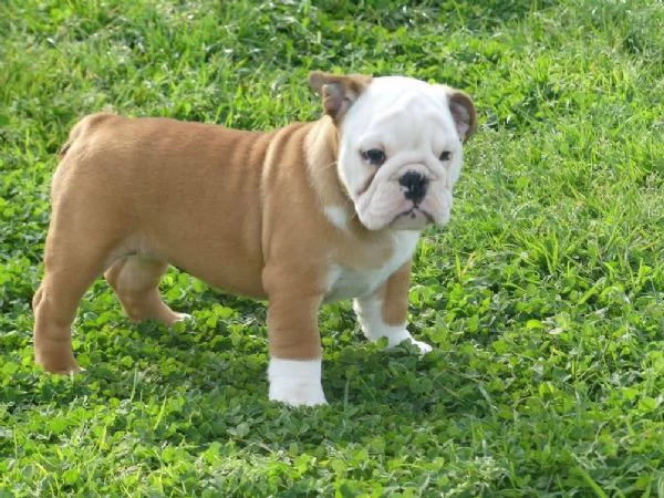 Disponibili Cuccioli di bulldog inglese con pedigree. | Foto 2
