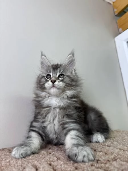 Due Cuccioli Main Coon !!