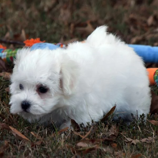 Regalo Maltese (cuccioli maschio e femmina)