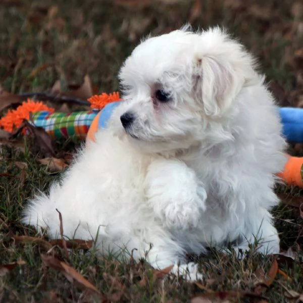 Regalo Maltese (cuccioli maschio e femmina) | Foto 0
