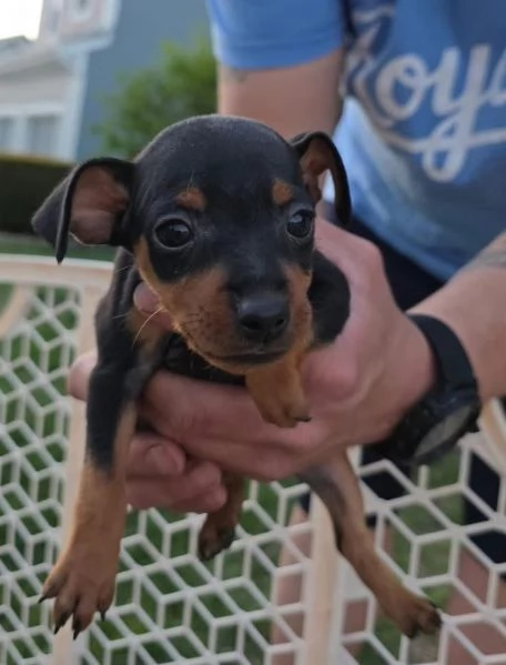 Regalo pinchers (cuccioli maschio e femmina) | Foto 1