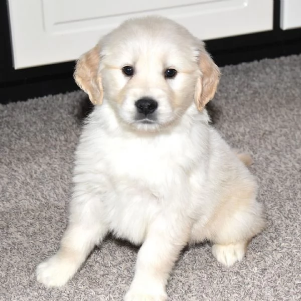 Golden Retriever (cuccioli maschio e femmina) | Foto 3