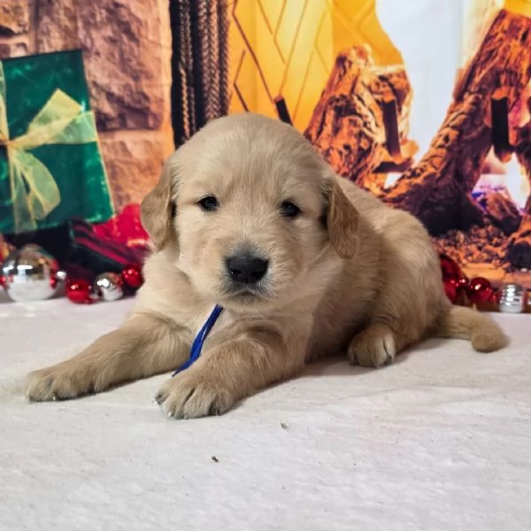 Golden Retriever (cuccioli maschio e femmina) | Foto 1