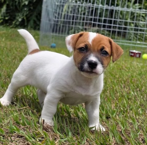 Jack Russell (cuccioli maschio e femmina) | Foto 0