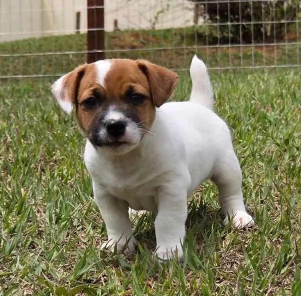 Jack Russell (cuccioli maschio e femmina)