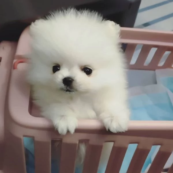 Volpino Pomeranian (cuccioli maschio e femmina)