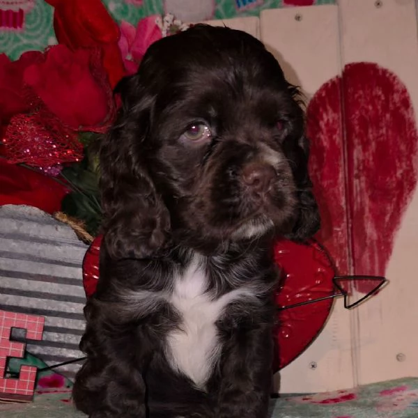 Regalo Cocker spaniel (cuccioli maschio e femmina) | Foto 0