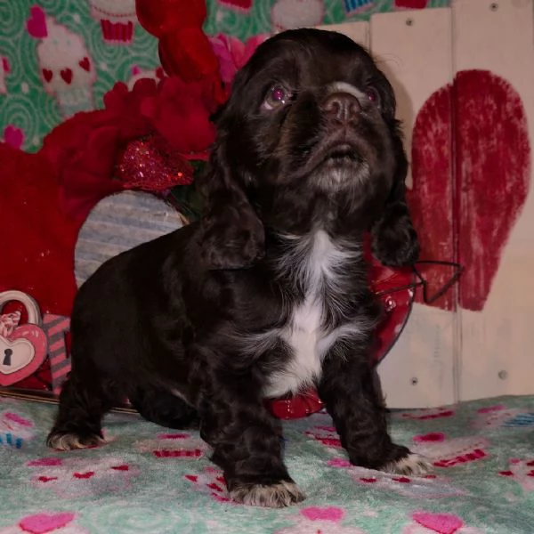Regalo Cocker spaniel (cuccioli maschio e femmina)
