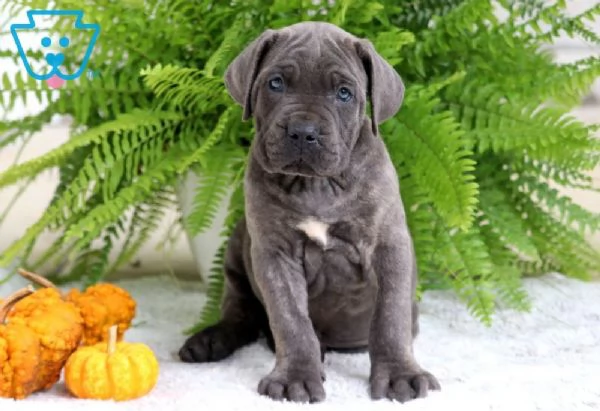 Regalo Cane Corso (cuccioli maschio e femmina)