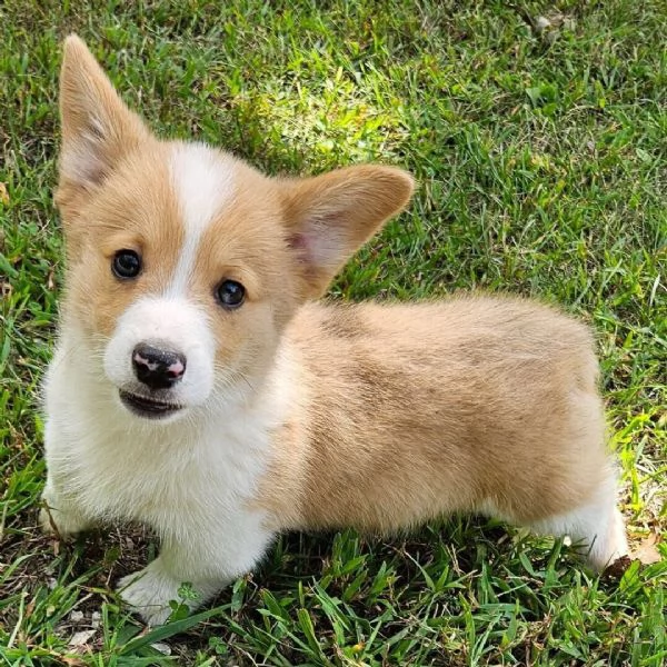 Regalo  welsh corgi Welsh Corgi (cuccioli maschio e femmina)