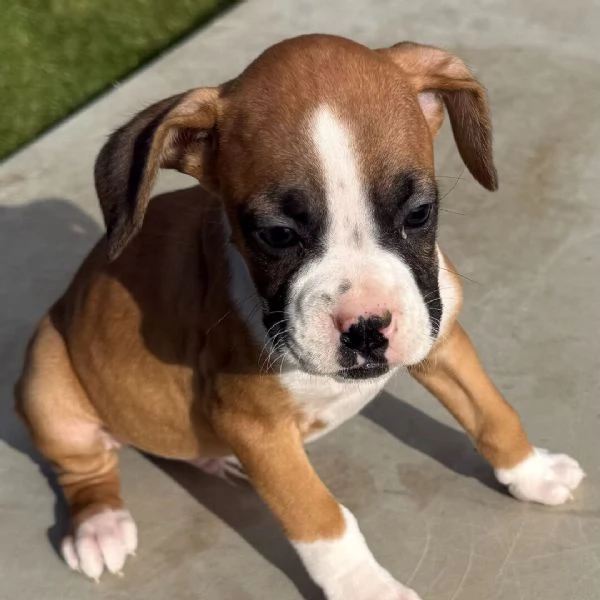 Regalo Boxer (cuccioli maschio e femmina) | Foto 0