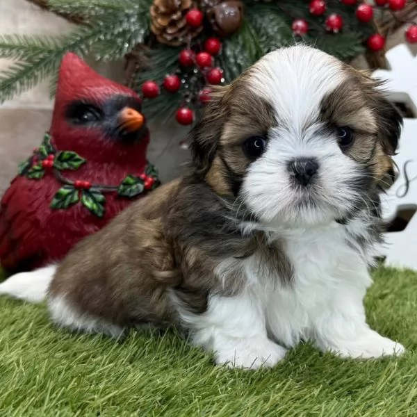 Shih?Tzu Mini Toy (cuccioli maschio e femmina) | Foto 0