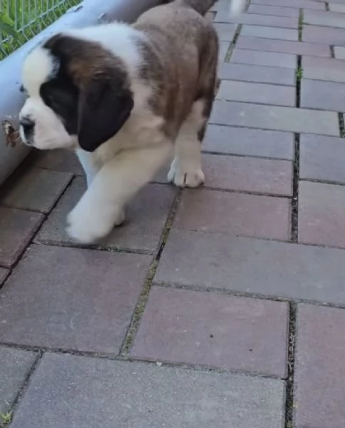  San Bernardo (cuccioli maschio e femmina) | Foto 0