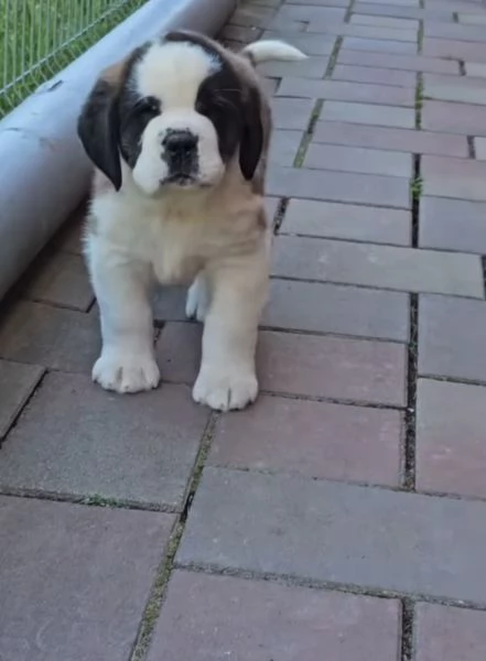  San Bernardo (cuccioli maschio e femmina)