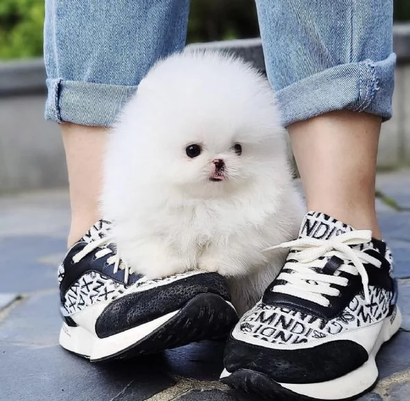 Regalo Cuccioli di pomerania maschio o femmina!!