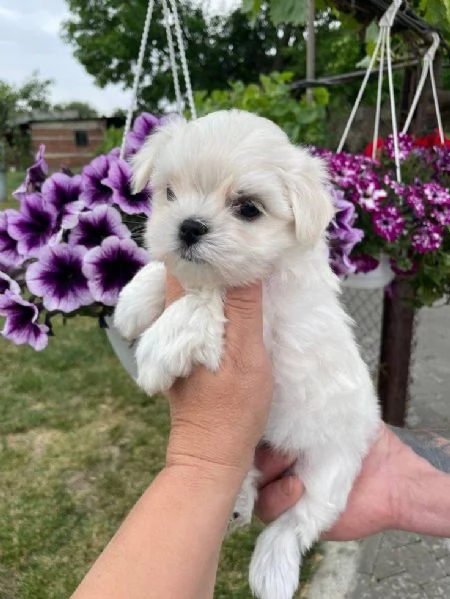 regalo : adorabili cuccioli di maltese toy