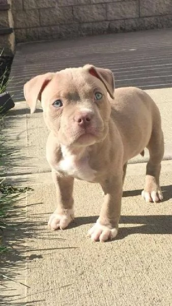 cucciolo di pitbull