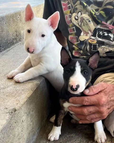 Regalo Bull Terrier cuccioli per l'adozione