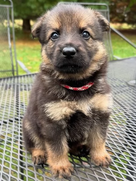 Regalo Pastore Tedesco cuccioli