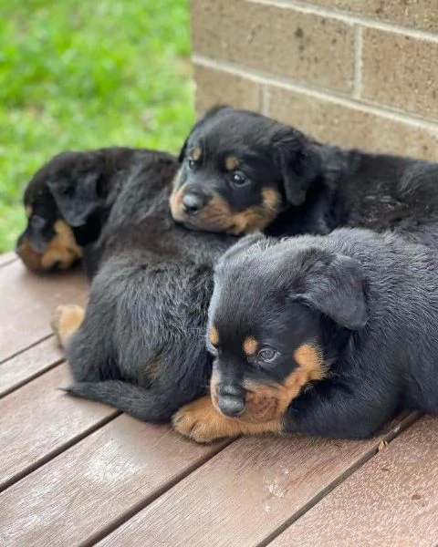 Regalo Rottweiler cuccioli