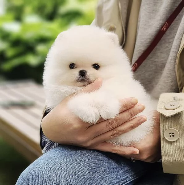 Cuccioli di Pomerania mini toy.