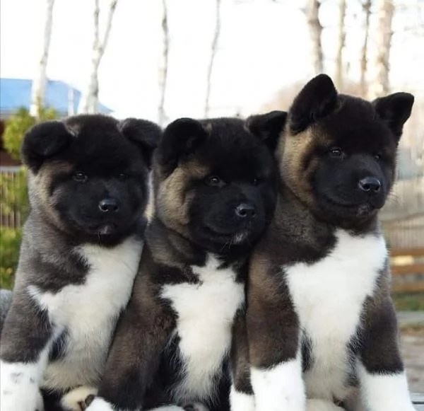 Regalo akita inu cuccioli disponibile per l'adozione