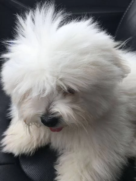 Regalo maltese toy cuccioli disponibile per l'adozione