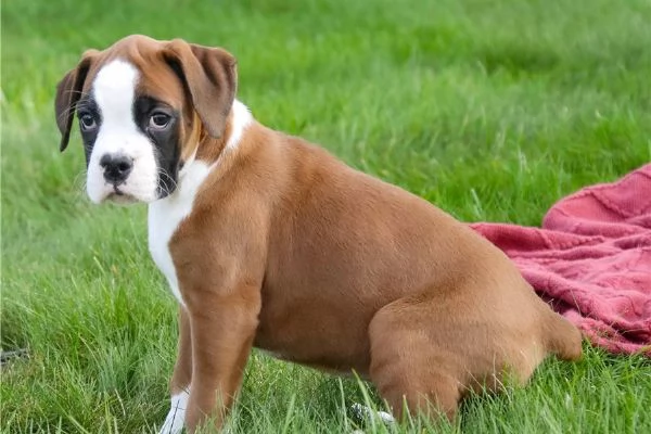 Regalo cuccioli boxer purissimi 
